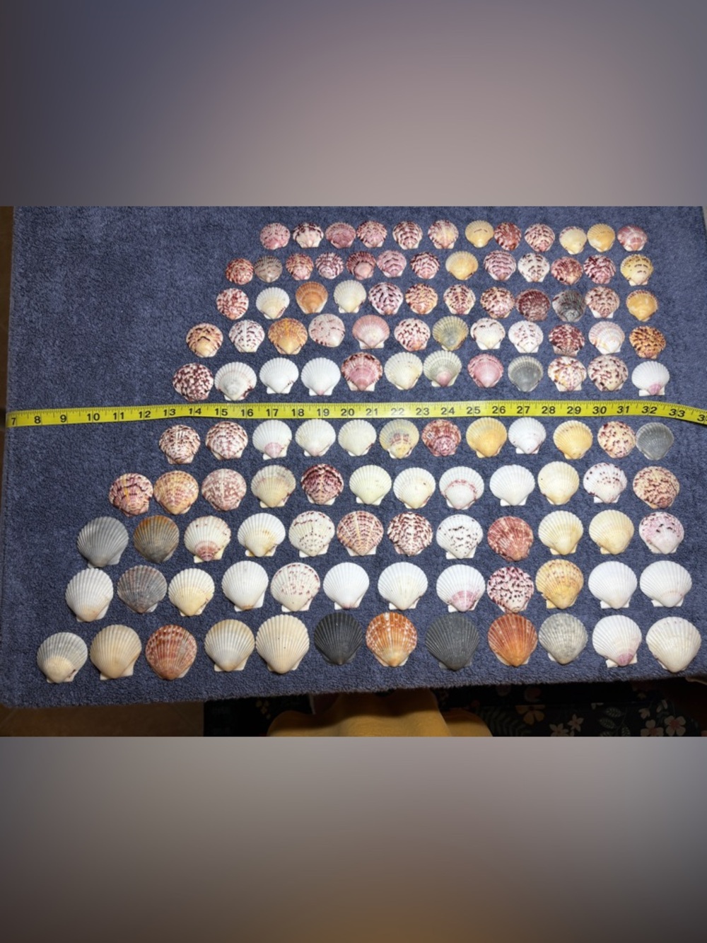 120 - Sanibel Island Scallop Seashell Collection.  Great for crafters!!